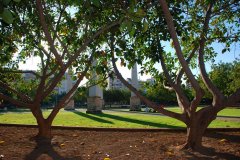 FMFFicus1.JPG, 108 KB