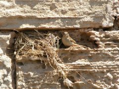 FMFnatura camuflada1.JPG, 92 KB