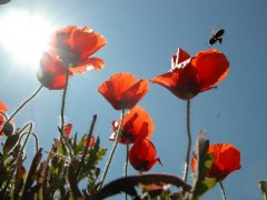 FMFnatura vermella2.JPG, 47 KB