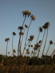 fmfespines1.JPG, 33 KB